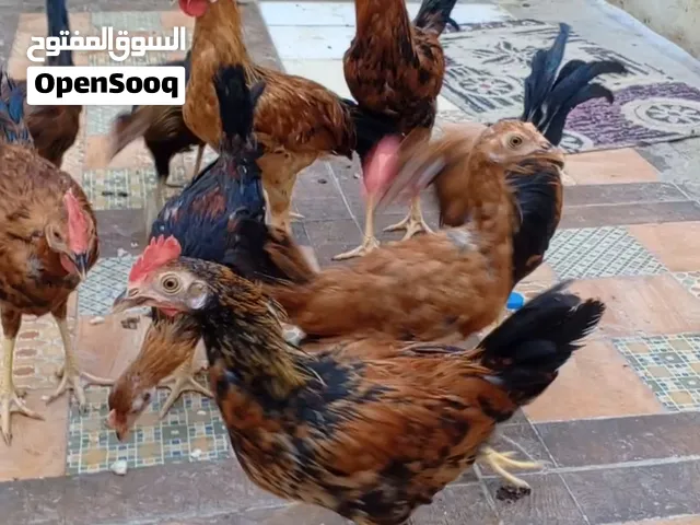 دجاج ندراوي 6ديوجه و3دجاجات