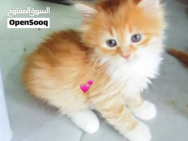 قطط لتبني العمر شهر ونص و سنه مكس بلدي بروحو ع لتر بوكس بوكلو كل اشي