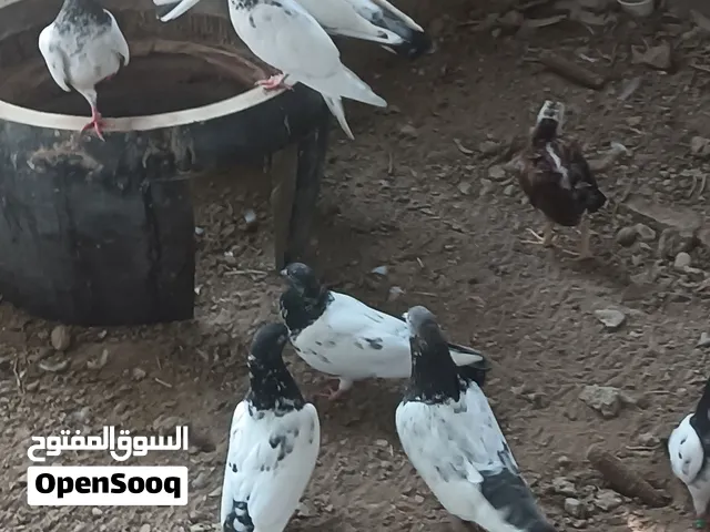 للبيع دجاج باكستاني+ حمام باكستاني+صفرد باكستاني زوج+ ديك كوشن تابع الوصف