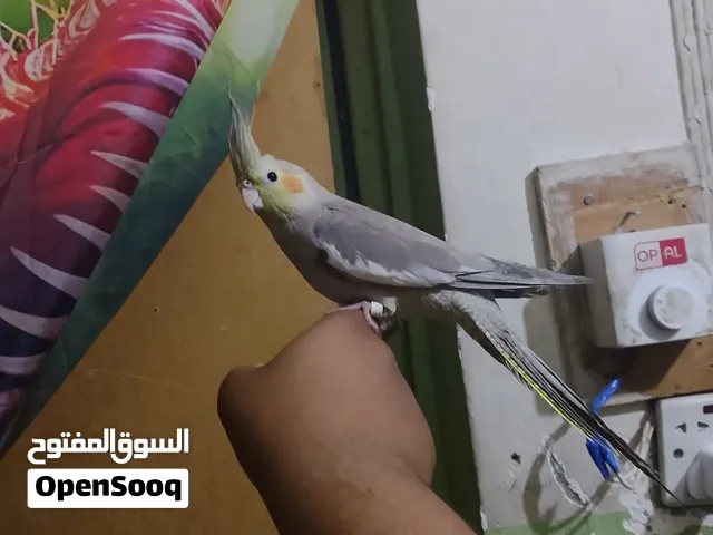 متاح فحل كوكتيل أليف طينه ولعوب كامل الجناح طير شرط التغريد