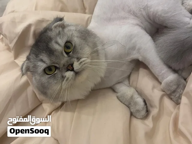 قط سكوتش فولد