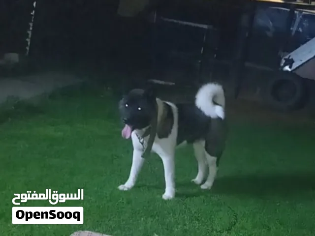 كيتا امريكي