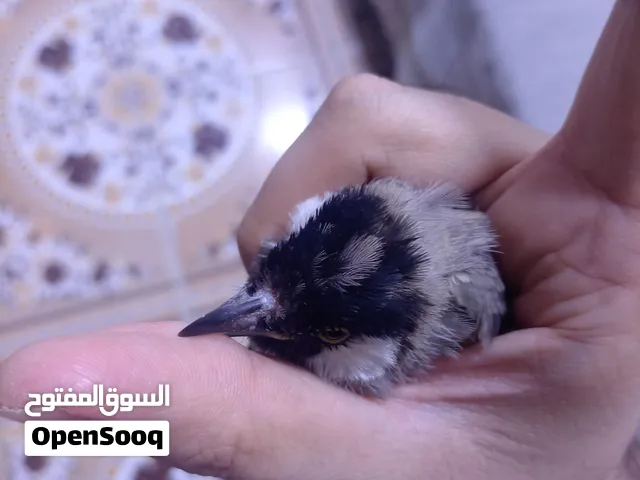 بلبل مخلف بعد ما صابغ وحشي انثى