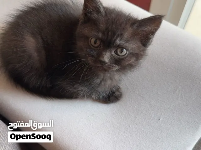 2 months kitten in abudhabi