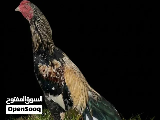 للبيع دجاج باكستانيه