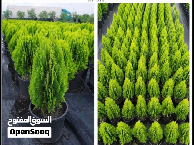 نباتات جمله للبيع