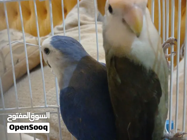 كوبيه مصوقره ربي يبارك ولونهم مميز ربي يبارك سعرهم 250 كوبيه واتيه