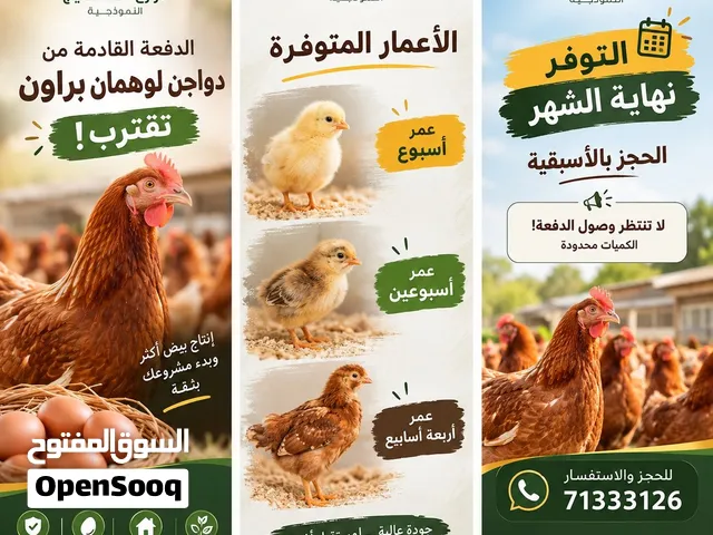 صيصان دواجن لوهمان البني الأصلية المستوردة