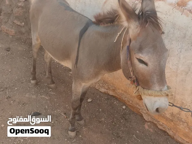 حمار للبيع