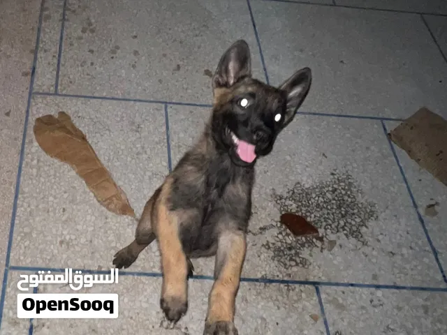 Malinois charboni avec carnet de vaccination