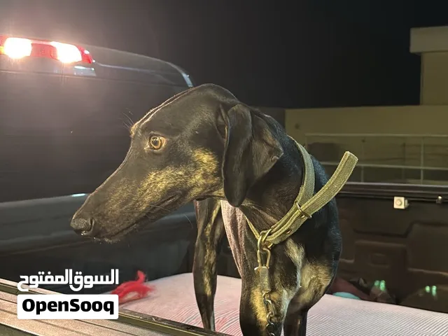 كلب سلوقي