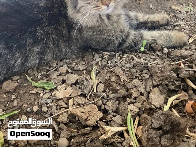 قطه شيرازيه للبيع