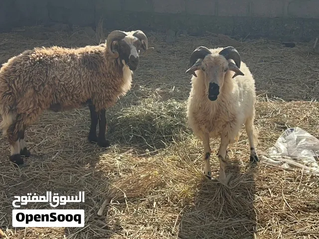 للبيع كبشان عمانيات اصل