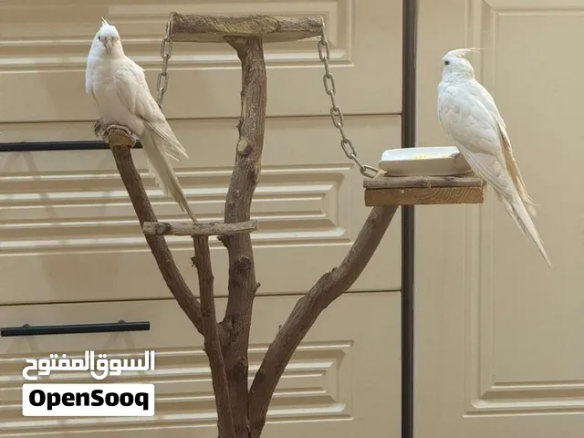 زوج كوكتيل البينو عيون حمر اليفات طينه