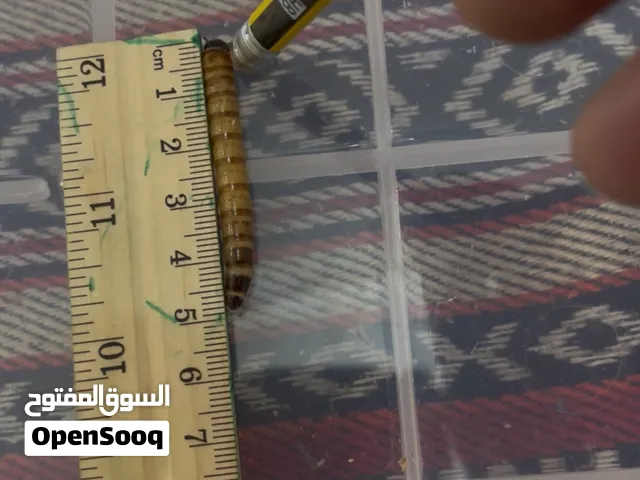 عتل الحجم الكبير للبيع