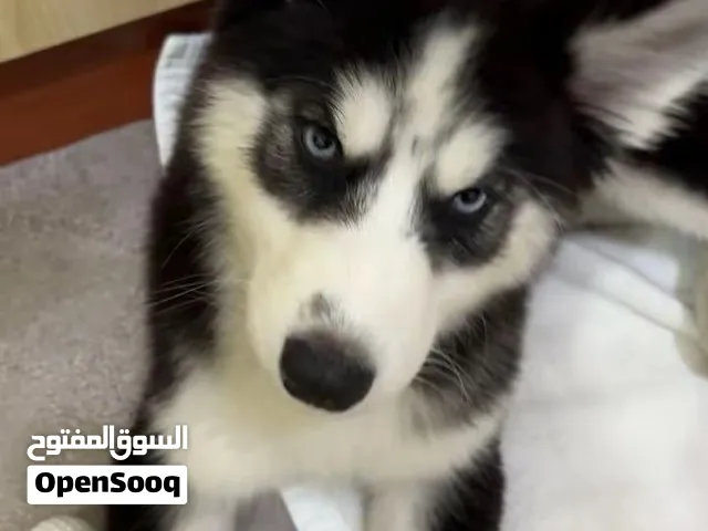 husky dog puppy