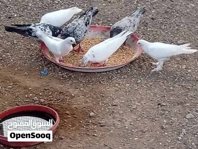 Mixed Breed Pigeons for Sale – Macaw, Iranian, Pakistani & Omani