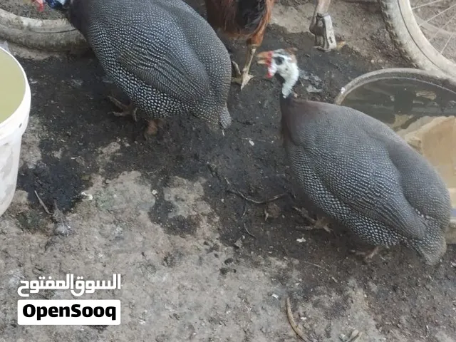 زوج قبج نثية وفحل نظيفات مال بيت السعر 35