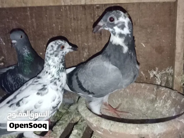زاجل ازرق زغليل وشباب للبيع في بعض