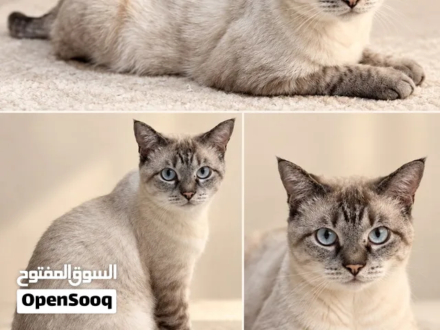 قط منزلي سيامي للبيع