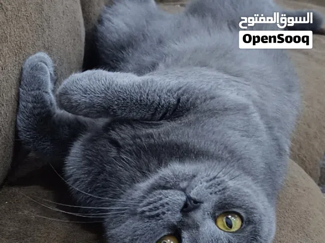 قطط سكوتش فولد نقاوة عالية عدد 2 (انثى +ذكر)