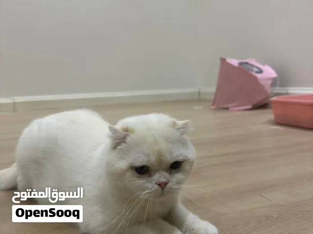 سكوتش فولد ذكر