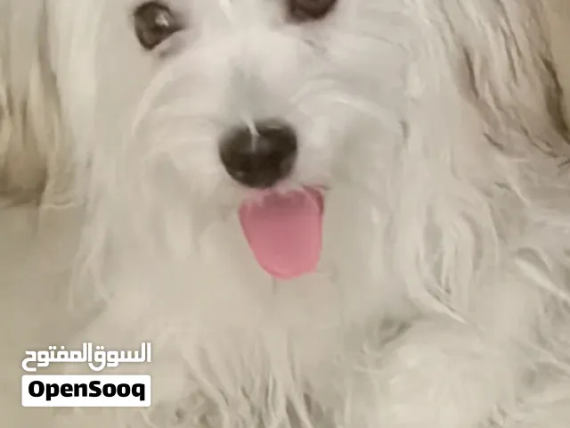 كلب للبيع اليف