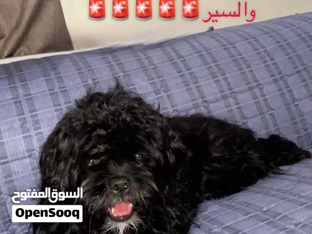 للبيع كلبه شيتزو نثيه مع اكلها وصحنها والسير