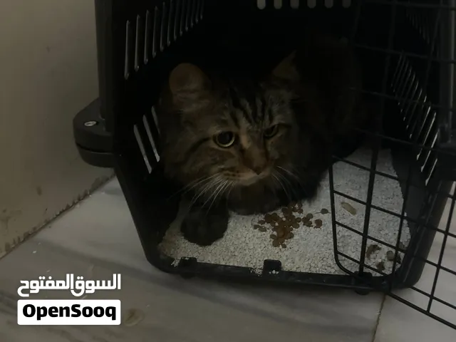 للبيع 150دينار عمرها سنة ونص وقابل للتفاوض