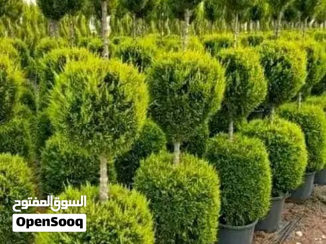 النعمي للتنسيق لحدايق