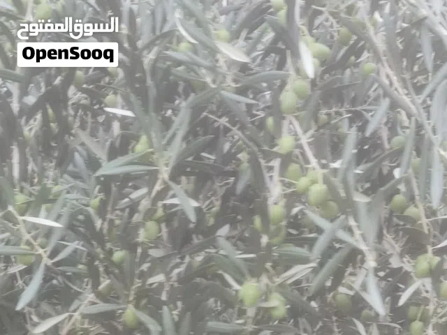 ثمار الزيتون