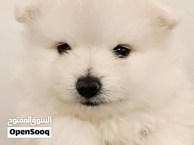 Mini toy poodle ,pomernian ,maltipoo
