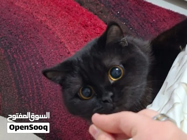 قطه تبني سكوتش ستريت انثى