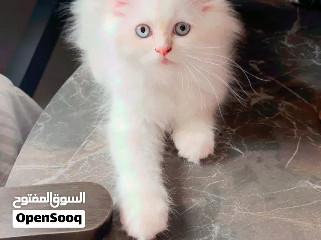 Turkish Angora