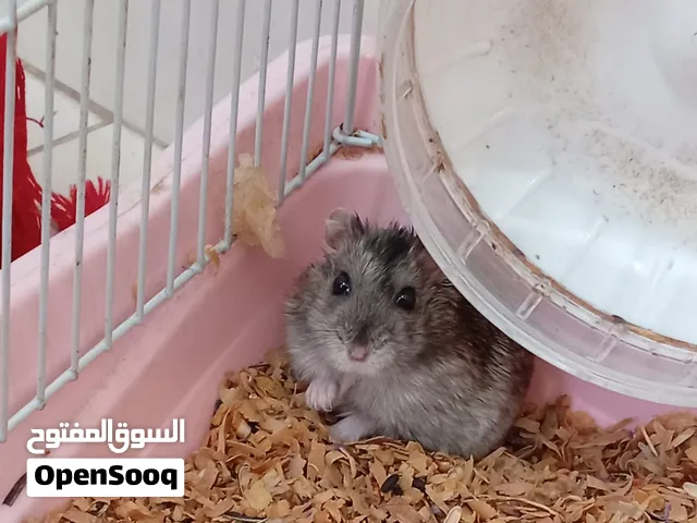 للبيع هامستر روسي