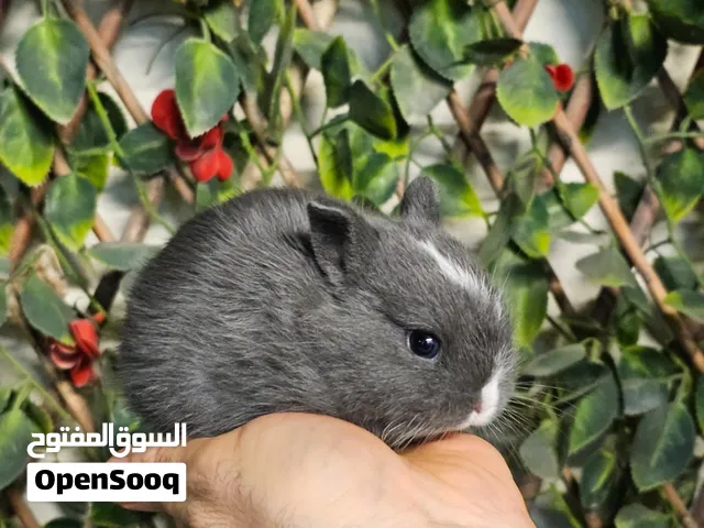 ارنب بيور قزم العمر شهر لون رصاصي مع ابيض و عيون ازرق