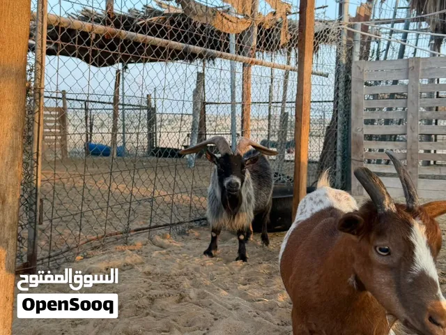 زوج ماعز قزم مطور بصحه ممتازه والعنز عشار