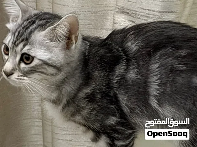 قطه لتبني ابوظبي