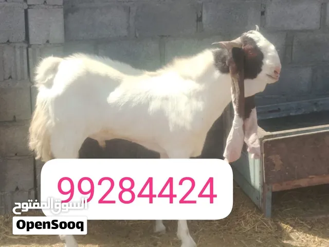 فحل باكستاني بيور ركم واحد