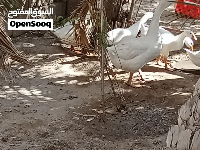 اوز كويره