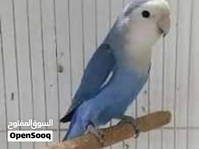 مطلوب زوج روز ازرق منتج ب سعر مناسب