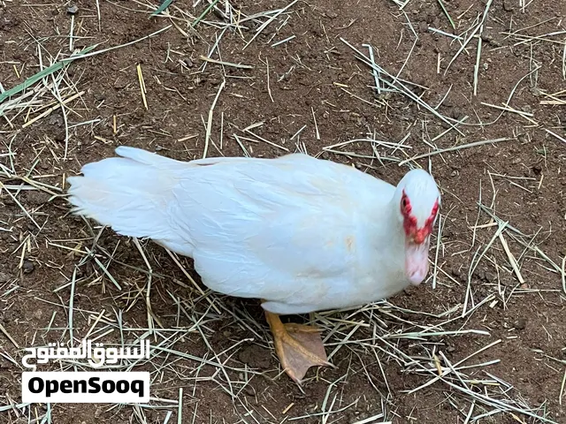 بطه للبيع لون ابيض