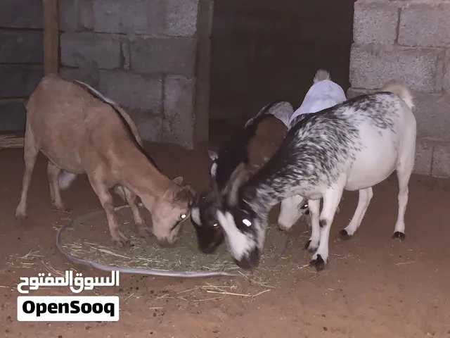 بفضل الله متوفر لدينا عروض كردي وفليبيني الرجاء قراءة التفاصيل
