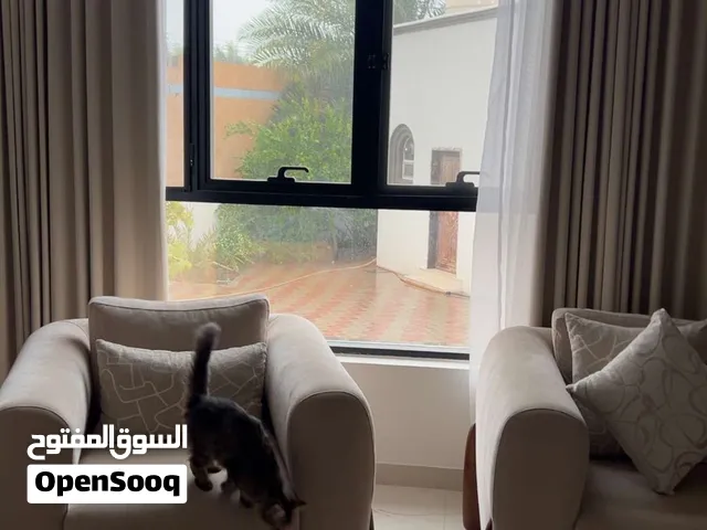 قط للبيع  لموقع الداخليه