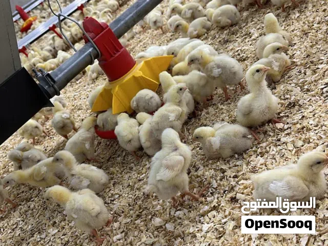 تجهيز وبناء مزارع الدواجن المغلقة