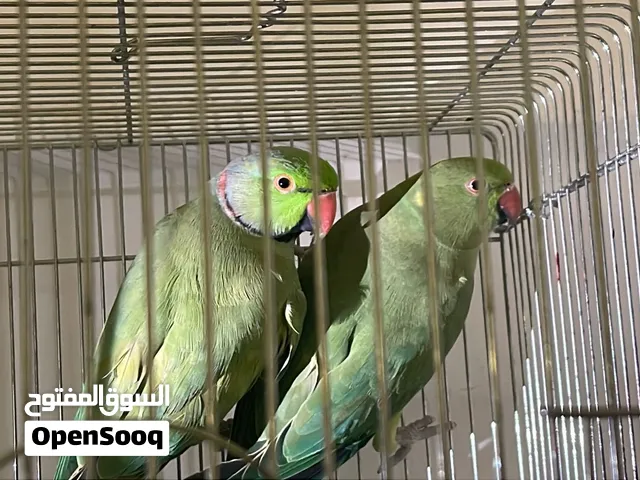 للبيع زوج بيمتو هولندي بصحة جيدة جدا