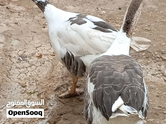 زوج بط نثية وفحل