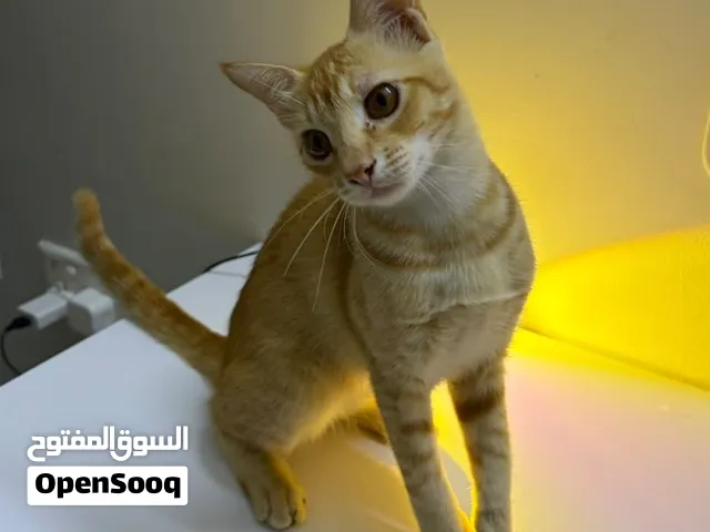 قط للتبني..