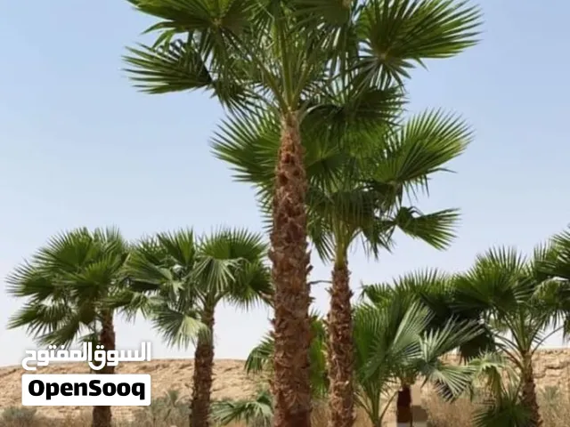 مقاول شبوك وهاجر ومضلات
