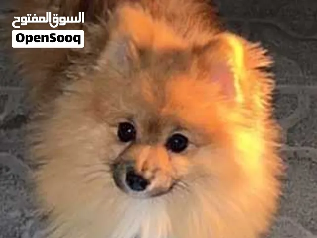 كلب بومرينيان